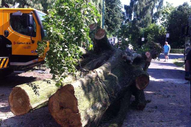 Populieren bomen rooien in s gravenmoer